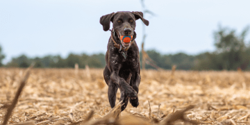 German Short-haired Pointer Dog Breed Information