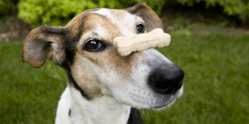 Advanced Tricks To Teach Your Dog