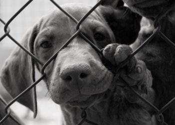 It’s Still Legal To Eat Dogs In The United States–And Yes, It Happens