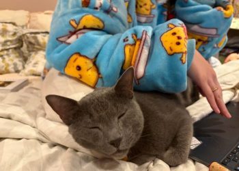 Cats and the Art of Hygge: Raphy Cuddles Up