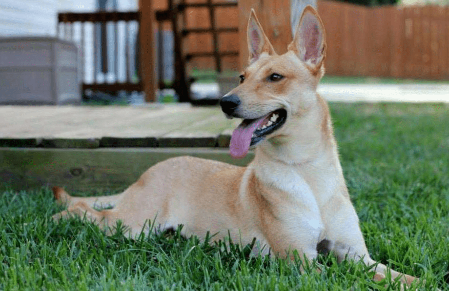 Carolina Dog Puppies