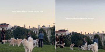 Video Shows What Happens When an Ambulance Passes the Dog Park