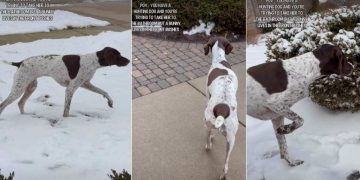 Video: ‘Hunting Dog’ Goes Into Stealth Mode Approaching a Bunny in Bushes