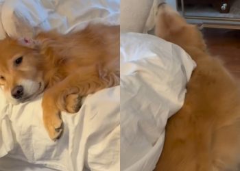 Video: Golden Retriever Dad-Daughter Have Very Different Mornings