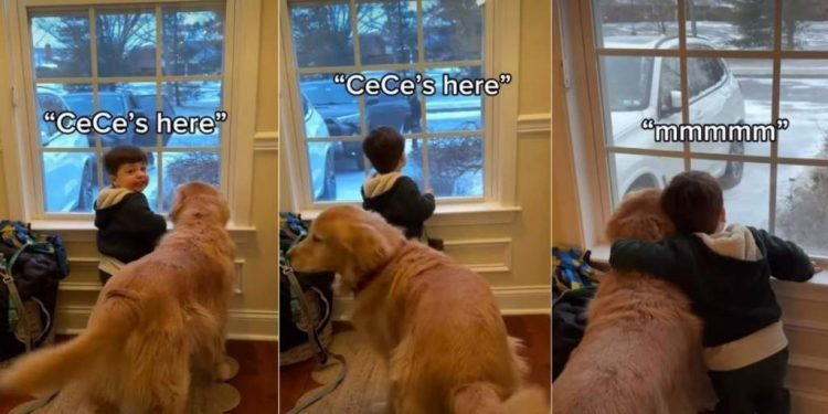 Video: Dog & Toddler Adorably Wait for Grandmom Together
