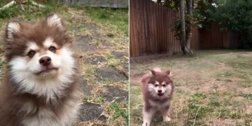 Video: Puppy’s Play Time in the Yard Ends In a Cute & Funny Way