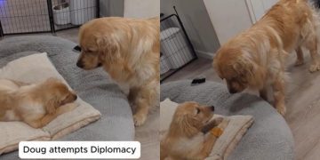 Video: Golden Retriever Puppy Startles Furry Big Brother at Treat Time