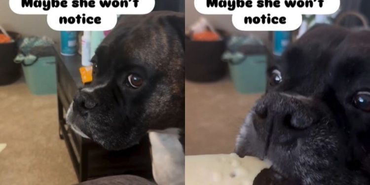 Video: Dog Tries to Sneakily Pull Cheese From Under Owner’s Nose