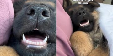Video of Puppy Falling Asleep During Play Date Is Too Adorable To Miss