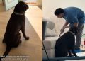 Video: Labrador Thinks the Cleaning Crew Is There for Him