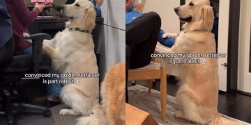 Video: Golden Retriever Proves He’s ‘Part-Rabbit’