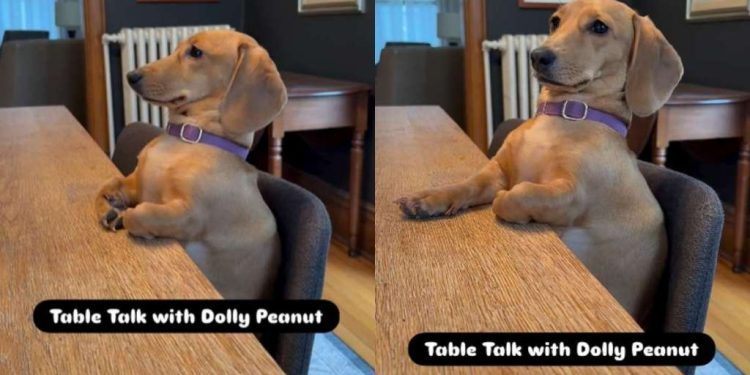 Dachshund’s ‘Table Talk’ With Mom Is Unlike Anything You’ve Seen