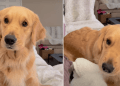 Video: Golden Retriever ‘Debriefs’ With Owner After Walk