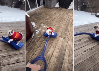 Dog Is a Bit Too in Love With the Snow Shovel