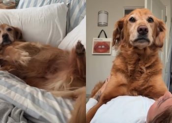 Golden Retriever Wakes up From Peaceful Nap To Greet Mom With Kisses
