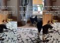 Video: Dog Notifies Owners When Furry Sister Breaks House Rule