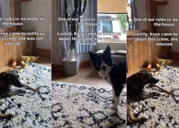 Video: Dog Notifies Owners When Furry Sister Breaks House Rule