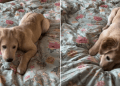 Video of Golden Retriever Puppy Reacting to a Moving Bedsheet Will Make Your Day