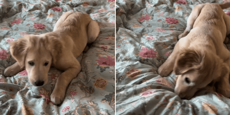 Video of Golden Retriever Puppy Reacting to a Moving Bedsheet Will Make Your Day