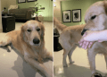 Video: Golden Retriever Loves Mom’s Baby Voice & Reacts This Way