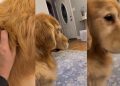 Golden Retriever Falls Asleep Sitting Upright as Mom Massages His Back