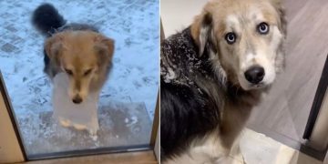Video: Dog Casually Carries a Chunk of Ice Inside the House