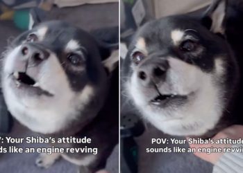 Video: This Dog’s Awoo Sounds Like Engine Revving