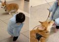 Video of Corgi Being Walked by Tiny Human Will Make Your Day