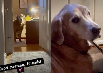 Golden Retriever Proves Love for ‘The Beatles’ With Sneaky Habit