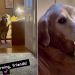 Golden Retriever Proves Love for ‘The Beatles’ With Sneaky Habit