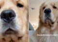 Video: Golden Retriever’s Little ‘Boofs’ Will Make Your Day