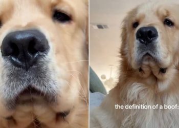 Video: Golden Retriever’s Little ‘Boofs’ Will Make Your Day