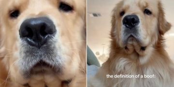Video: Golden Retriever’s Little ‘Boofs’ Will Make Your Day