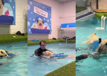 Video: Dog Turns Into ‘Clingy Little Bean’ During Pooltime