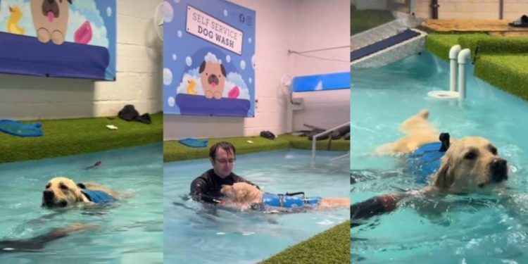Video: Dog Turns Into ‘Clingy Little Bean’ During Pooltime