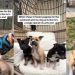 Video: Dog Turns Into ‘Single Dad’ With New Foster Puppies Around