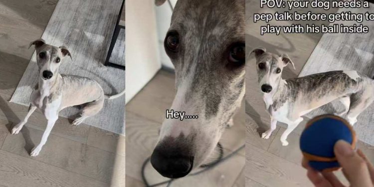 Video: Dog Gets a Pep Talk About Losing the Ball — Then Does This Repeatedly