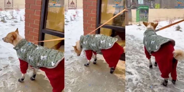 Aloka the Peace Dog Is a Tad Confused About Snow in Adorable Video