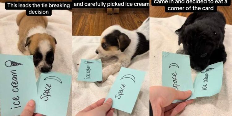Video Captures a Group of Foster Puppies Picking Their Own Names
