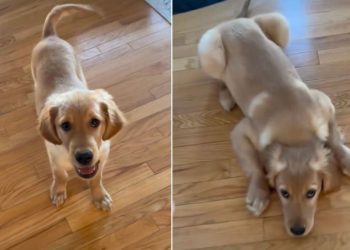 Puppy Is Still Learning How to Use His Legs in Adorable Video
