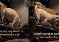 Video of Dog ‘Screaming’ Into the Chair Goes Viral