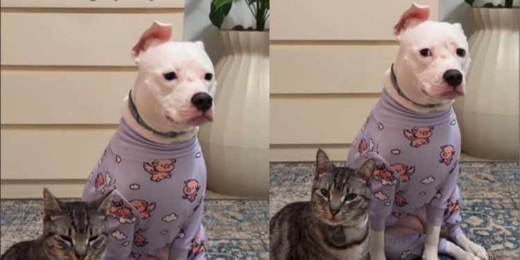 Video: Dog Has Complaints to File Every Day Before Bedtime