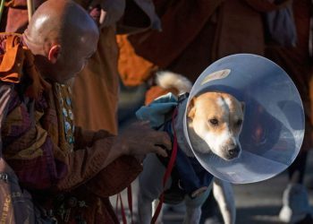 Video: Aloka the Peace Dog Enjoys a Light Walk Post Surgery