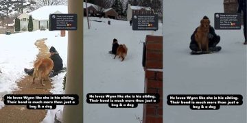 Video Shows Golden Retriever Bonding With Neighborhood Kids While Sledding