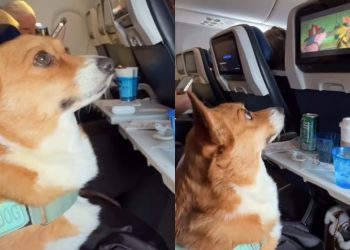 Service Dog Enjoys In-Flight Entertainment in Viral Video