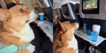 Service Dog Enjoys In-Flight Entertainment in Viral Video