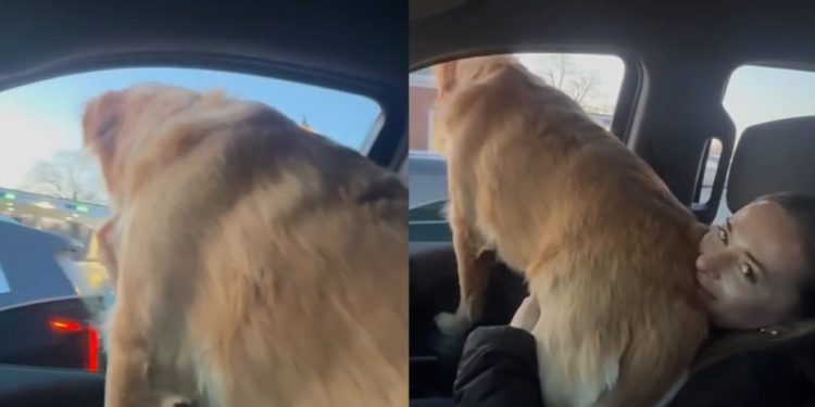 Video: 80 Lb Golden Retriever Thinks He’s Still a Lap Dog