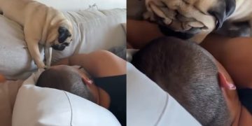 Dog Does This When Dad Forgot to Give Enough Attention