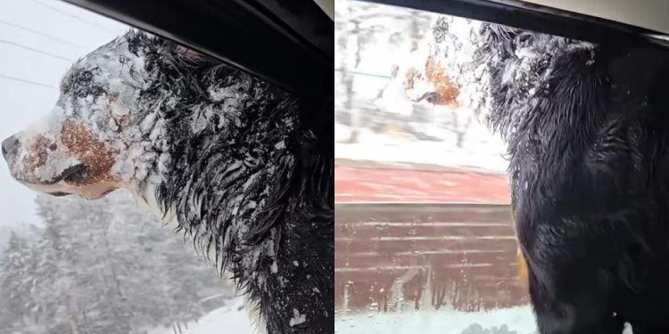 Video: Dog Makes Her Feelings About Snow Very, Very Clear