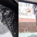 Video: Dog Makes Her Feelings About Snow Very, Very Clear